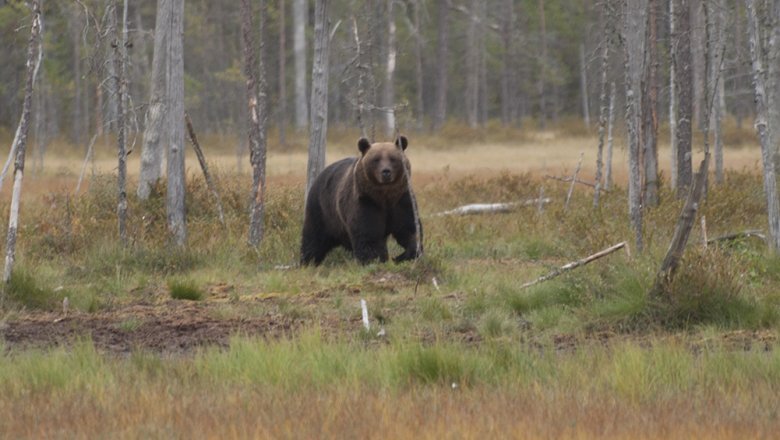 A large brown bear looking at the viewer. A mire with coniferous trees growing in it is in the background.
