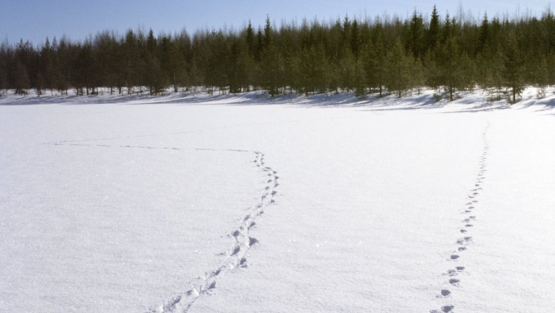 Wolf tracks on snow
