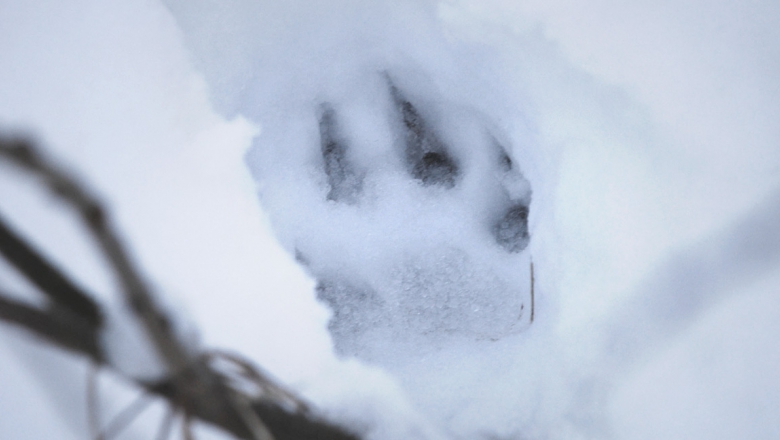 Wolf track on snow.