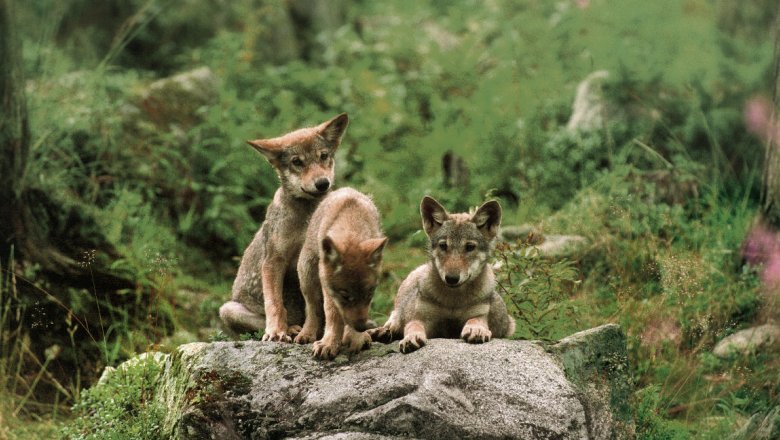 Three wolf cubs sitting on a rock. 