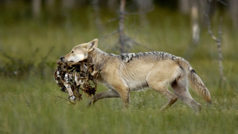 A wolf walking with carrion in its mouth.