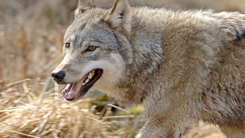 A wolf looking at the camera in tall grass. 