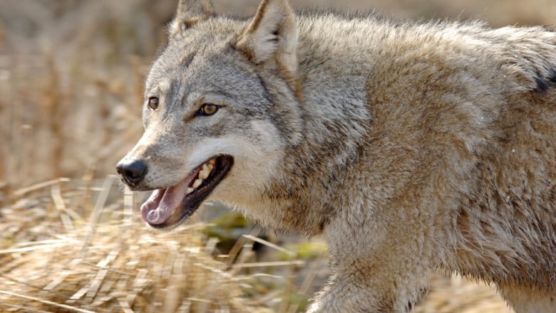 A wolf looking at the camera in tall grass. 