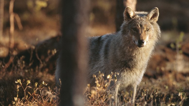 A wolf in a Finnish landscape, behind a small tree, looking at the photographer.