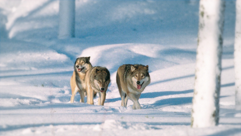Pack of three wolves on snow. 