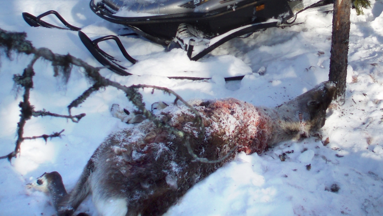 A dead, bloody reindeer lying in the snow. A snowmobile is in the background.