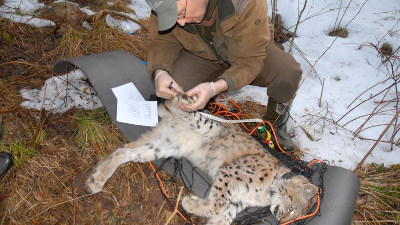 A tranquilised lynx lies on the ground. A man with a cap examines one of the rear paws with a tape measure and pen in his hand.