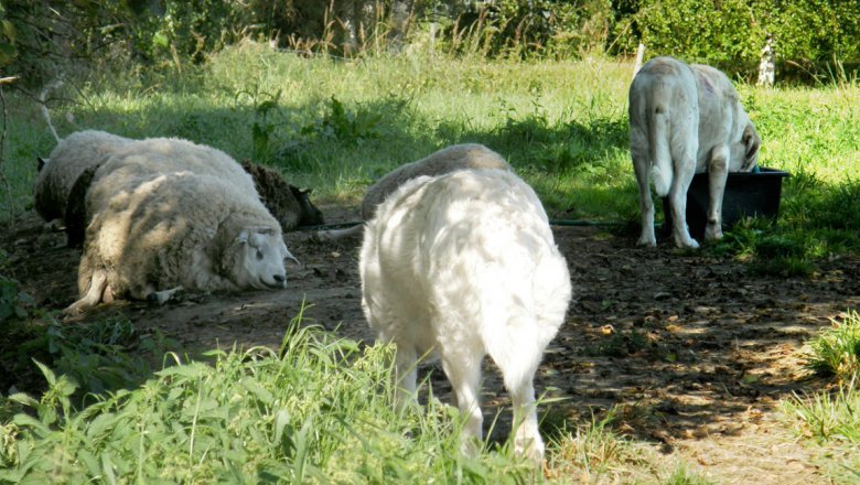 Three sheep lying on the grass. Two herd guard dogs are standing by them.
