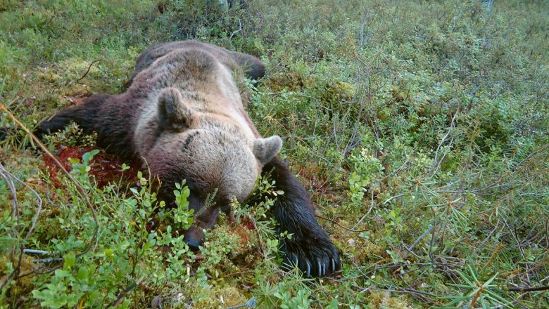 A dead, bloody bear lies on its stomach in the woods, on a tussock.