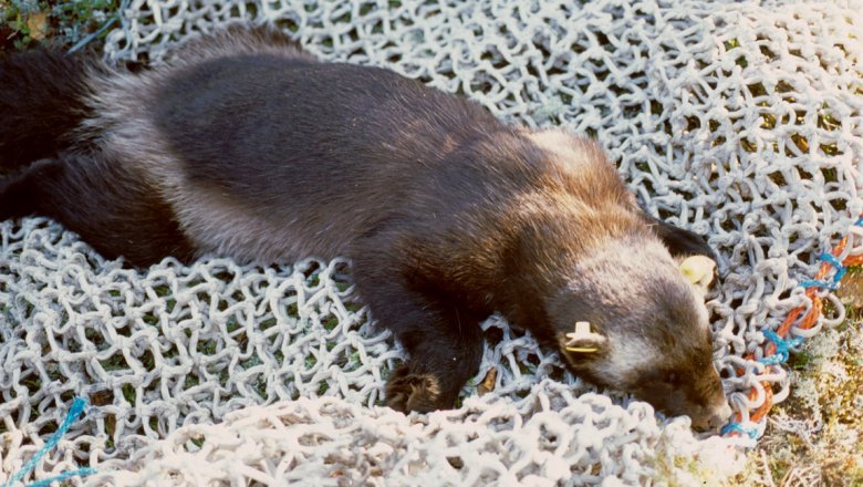 A tranquilised wolverine lies on its stomach on top of a net on a bed of moss.