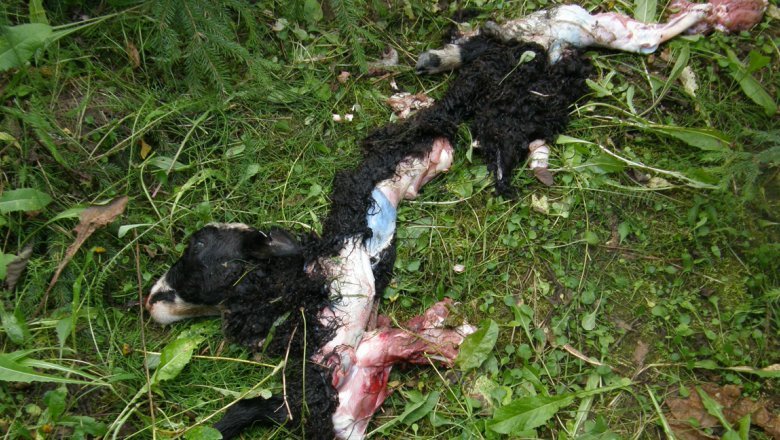 A dead lamb lying on the grass. The lamb has been almost entirely devoured by a predator - only the head, hooves and fleece covered back remain.