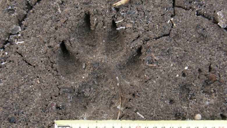 The footprint of a wolf in sandy ground. Beside it is a measuring tape that shows the footprint is about 10 cm wide.